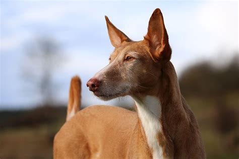 podenco portugués|Podenco (Pods): Dog Breed Characteristics & Care